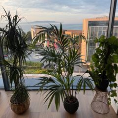 3 Plants w/ Pots (bundle or individual)