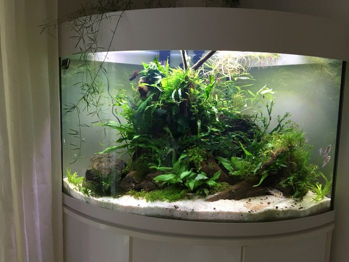Aqua One 140L Corner Fish Tank