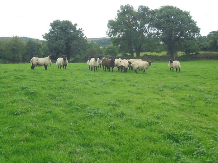 Breeding Hoggets and Sheep