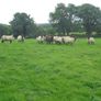 Breeding Hoggets and Sheep Image 3