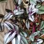 Plant Image 3
