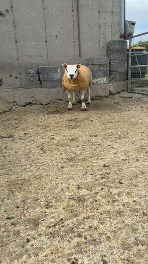 Texel  ram lamb