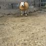 Texel  ram lamb Image 2