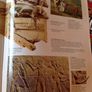 The Glory of Ancient Egypt.  Issue 1 Image 6