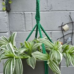 indoor plant pot and pot hanger included
