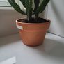Euphorbia Trigona Image 3