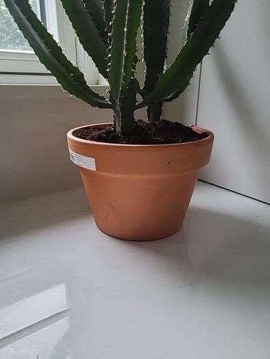 Euphorbia Trigona