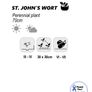 (W) St. John's Wort seeds Perennial 0.2g (183055) Image 2