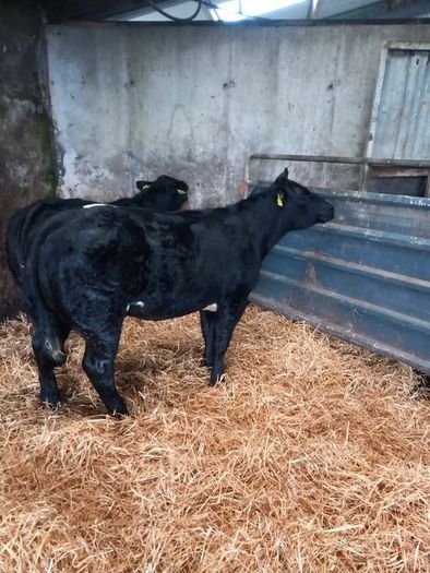 Elite Heifer Sale Ballina For Sale In Belmullet Mayo From Donedealuser 