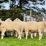 Cheviot Rams Image 2
