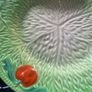 Staffordshire England Vintage Midwinter Cabbage Leaf , Tomato Design 20cm Plate Image 2