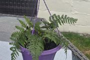 small otdoor fern