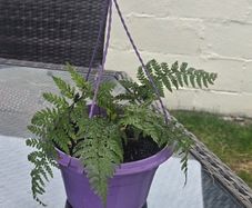 small otdoor fern