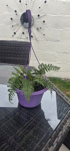 small otdoor fern