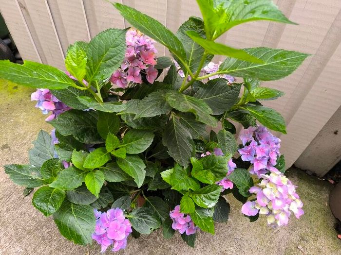 garden plants