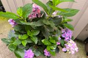 garden plants