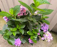 garden plants