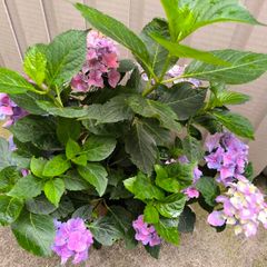 garden plants