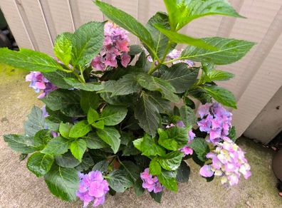 garden plants