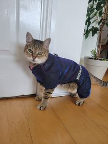 Warm Pet Jacket. Holographic, Faux Fur Lined (XS-S) Water-resistant