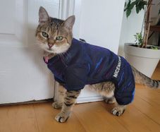 Warm Pet Jacket. Holographic, Faux Fur Lined (XS-S) Water-resistant