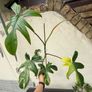 Rare Houseplant Philodendron Florida Beauty Image 7
