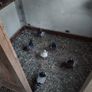pigeons Image 3