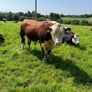 Hereford Bull Image 2