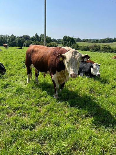 Hereford Bull