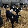 friesian heifer calves Image 3