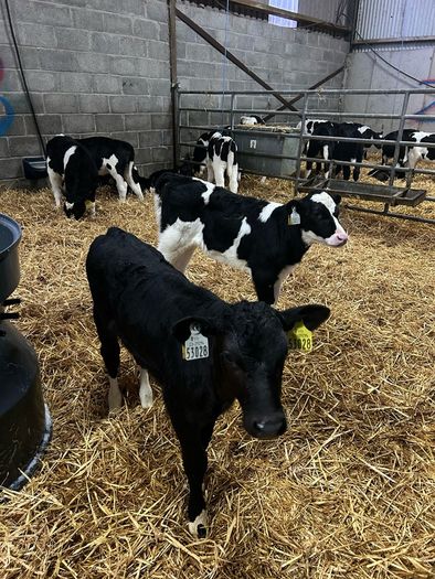 friesian heifer calves