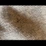 Isabel Marant wool jumper Image 5