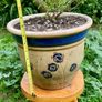 Potted Salvia Hot Lips Image 2