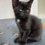 Adorable black kitten Image 2
