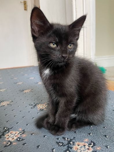 Adorable black kitten