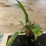 Cactus plant Image 7