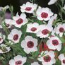 (F) Flowering Flax Bright Eyes seeds 0.5g (415380) Image 3