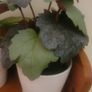 Artificial Plants in Ceramic Pots x2 Image 10