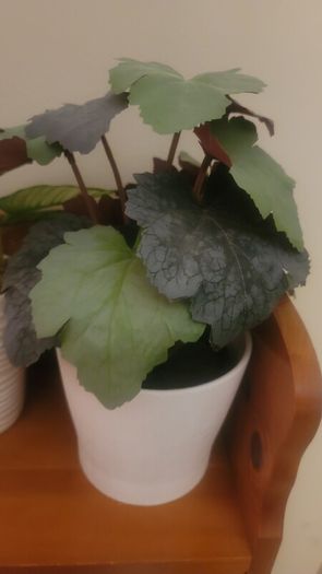 Artificial Plants in Ceramic Pots x2