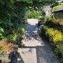 Plants, Flowering Shrubs, Grasses Image 2