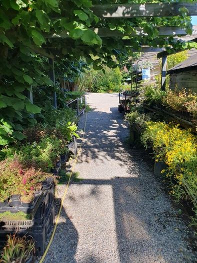 Plants, Flowering Shrubs, Grasses