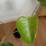 Monstera Image 4