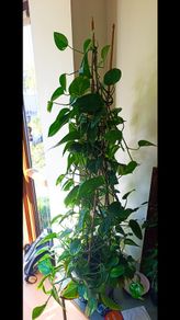 Healthy Golden Pothos - Large 1.50m