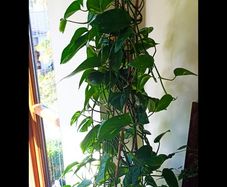 Healthy Golden Pothos - Large 1.50m