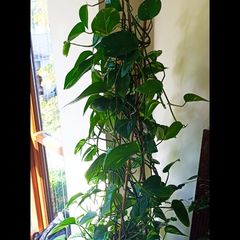 Healthy Golden Pothos - Large 1.50m