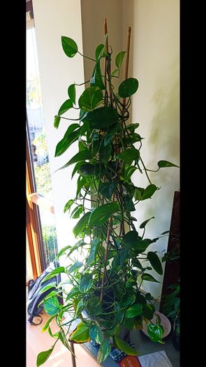 Healthy Golden Pothos - Large 1.50m