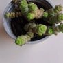 Crassula marnieriana_worm plant Image 2