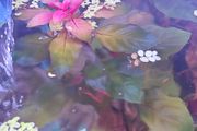Ludwigia