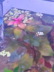 Ludwigia