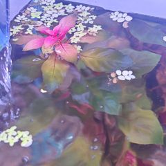 Ludwigia